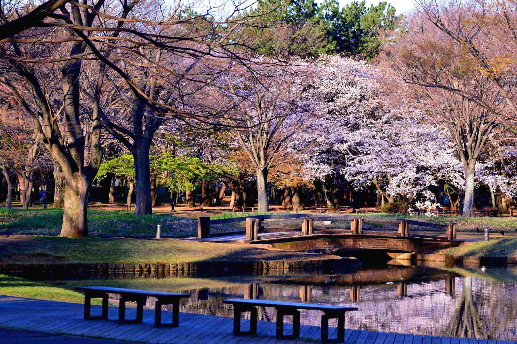 Yoyogi Park Ultimate Guide 2024 Discover Hidden Gems and Seasonal Wonders