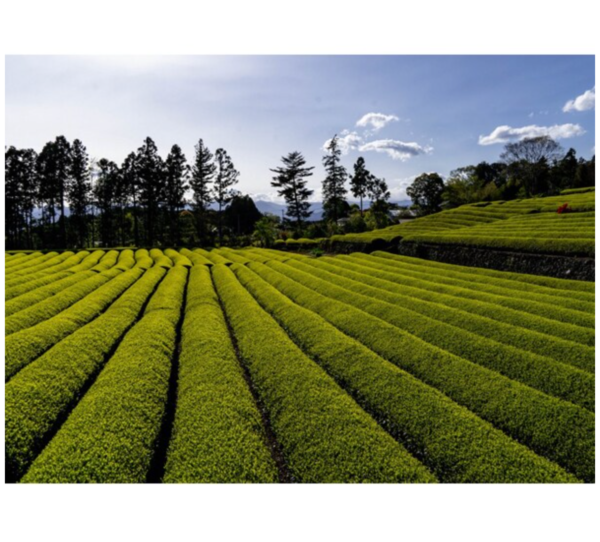 Ochanomaruko Kuroda Tea Garden Tea 