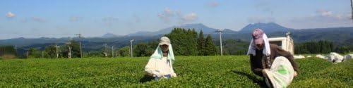 Miyazaki Tea House (organic JAS certified, pesticide-free cultivation), ginger black tea (tea bag 3g ×15), - NihonMura