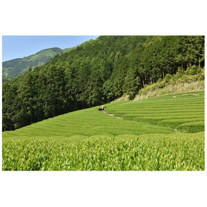 Hagiri JAS organically grown tea Mafuji 100g - NihonMura