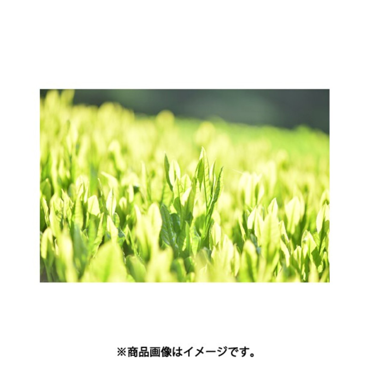 Hagiri JAS organically grown tea Ohira 100g - NihonMura